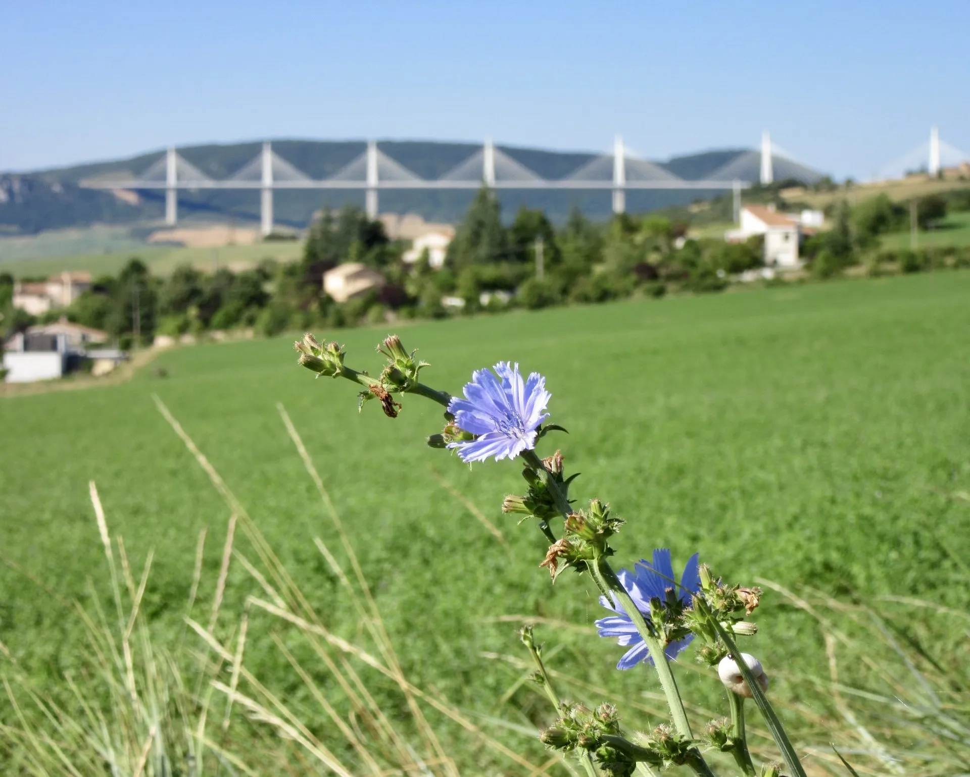 Viaduc de Millau